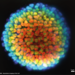 illuminated cell, visualized through laser fluorescence microscopy