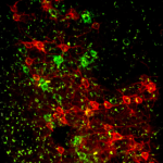 fluorescing cells image from two photon excited fluorescence femtosecond laser application